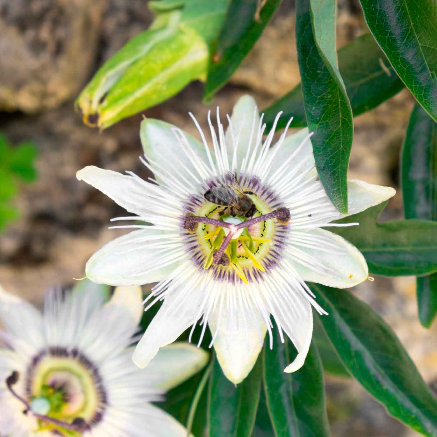 Passiflora caerulea 'Constance Elliot' C2,3 40- 60