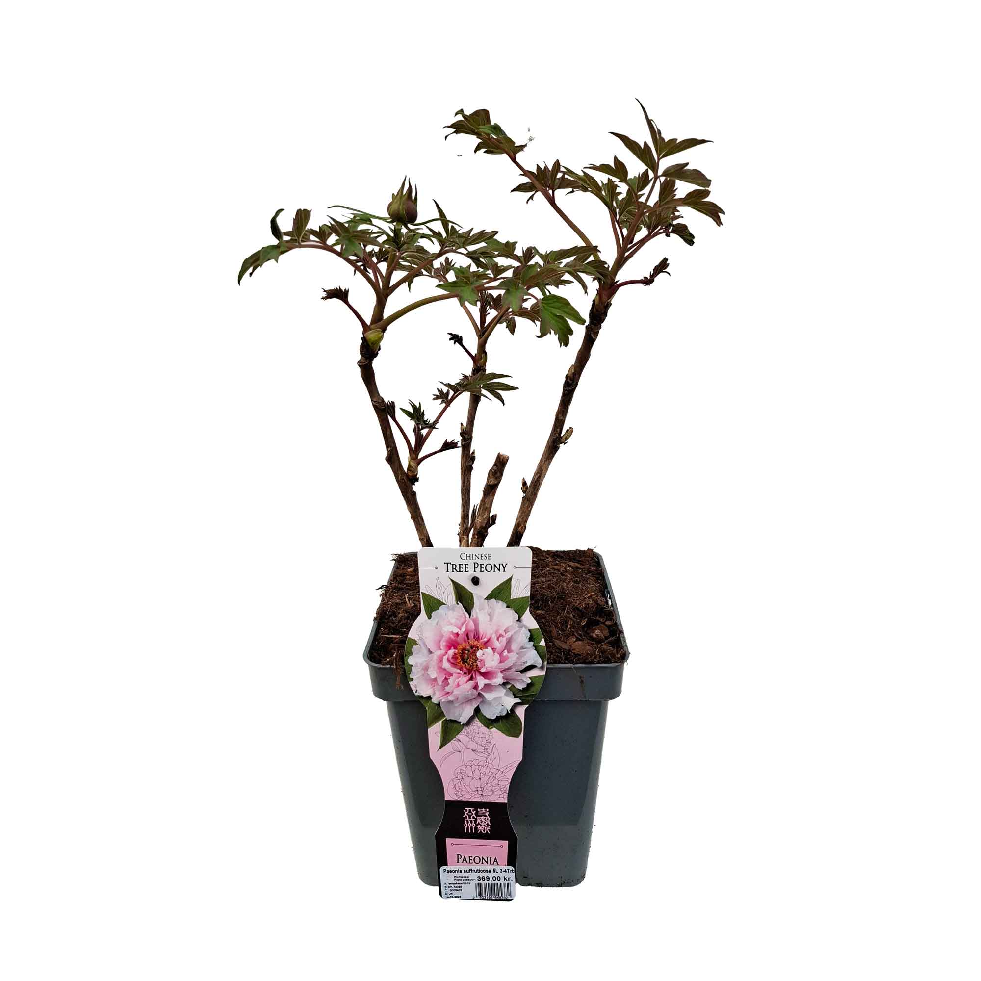 Paeonia suffruticosa 5L 3-4Trb