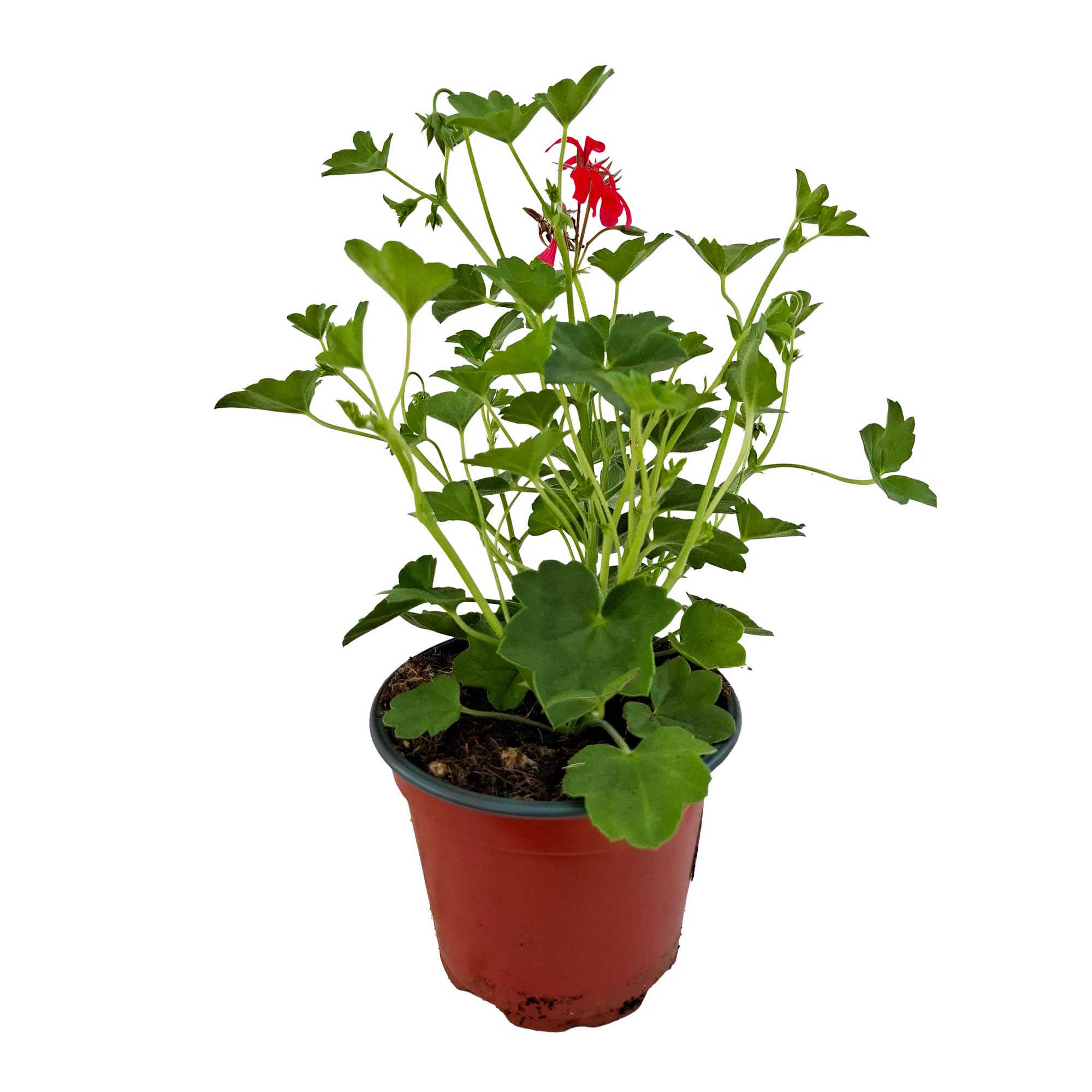 PELARG.PELT-HYB 'RED MINICASCA 12cm