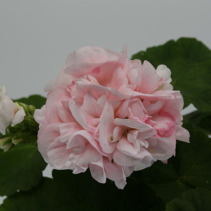 Pelarg.Zo.-Hyb. 'Dr. Ingrid' 12cm