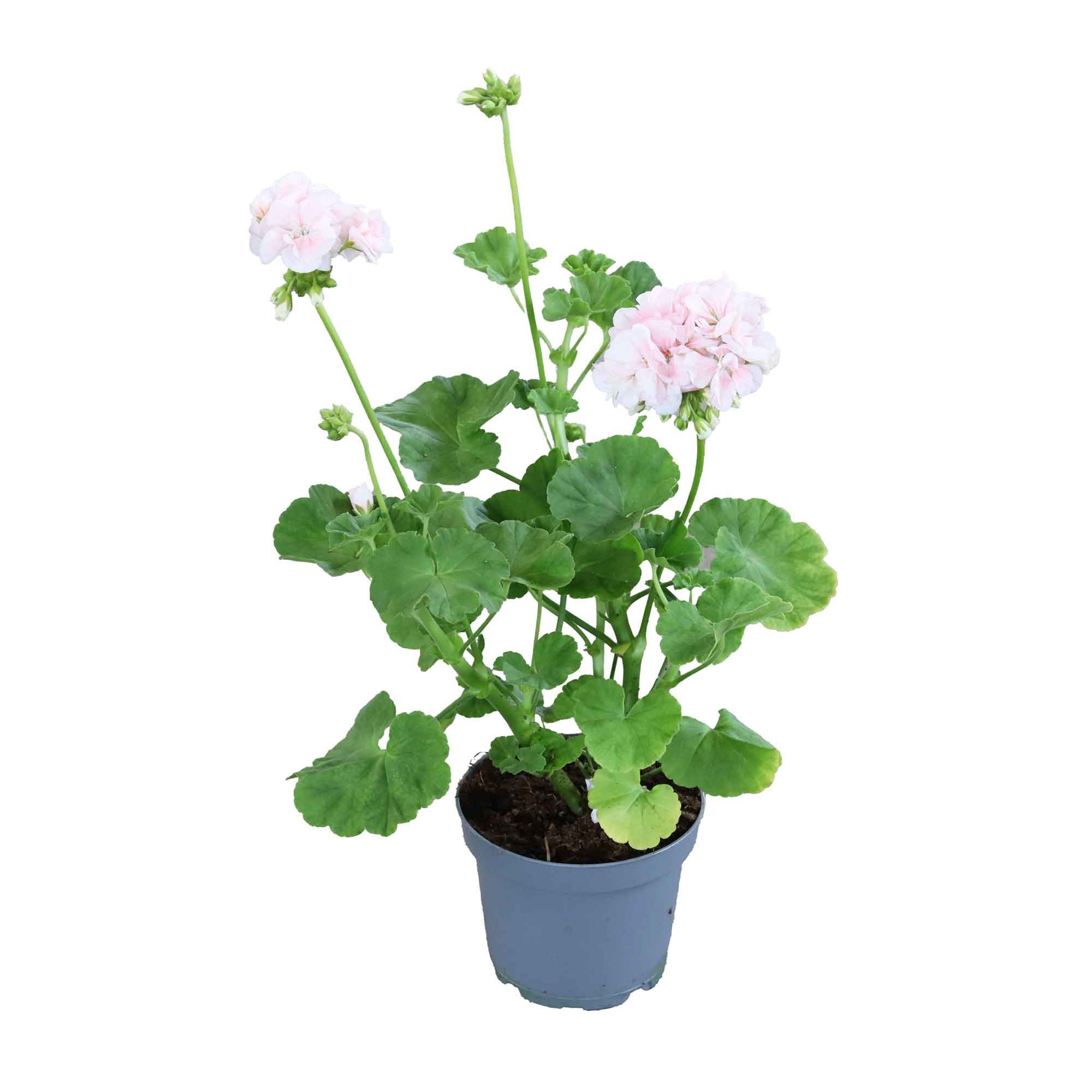 PELARGONIUMZON. DR. INGRID 12 cm. pott.