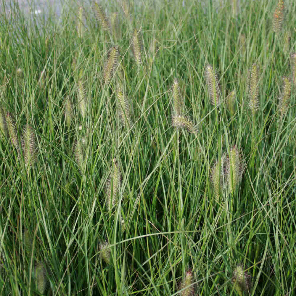 Pennisetum alo. 'Hameln' 3L