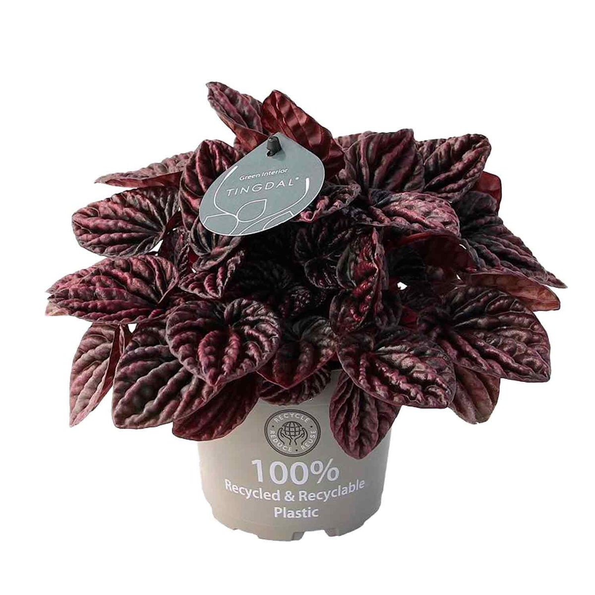 Peperomia cap. Red Luna 12cm