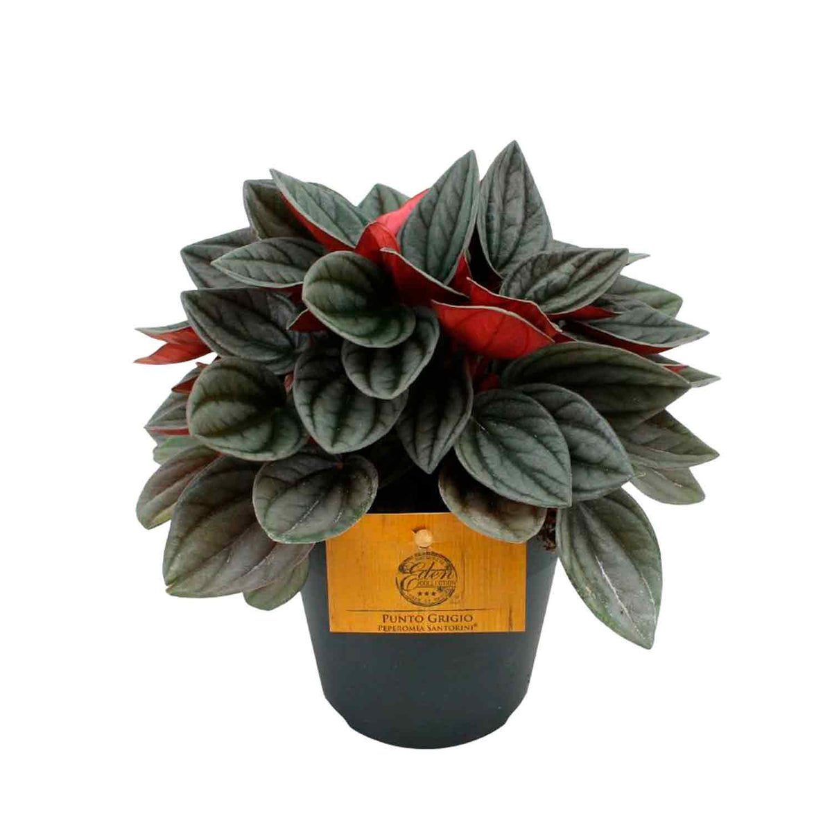 Peperomia cap. Santorini 12cm