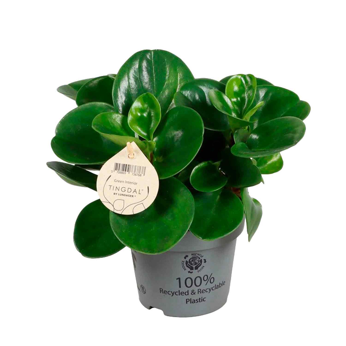 Peperomia obtusifolia 'Green Gold' 12cm