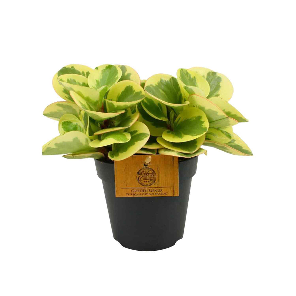 Peperomia obtusifolia 'Obtipan Bicolor' 12cm