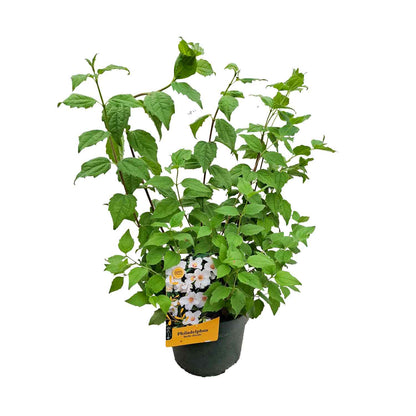 Philadelphus 'Belle Etoile' 30/40 C3