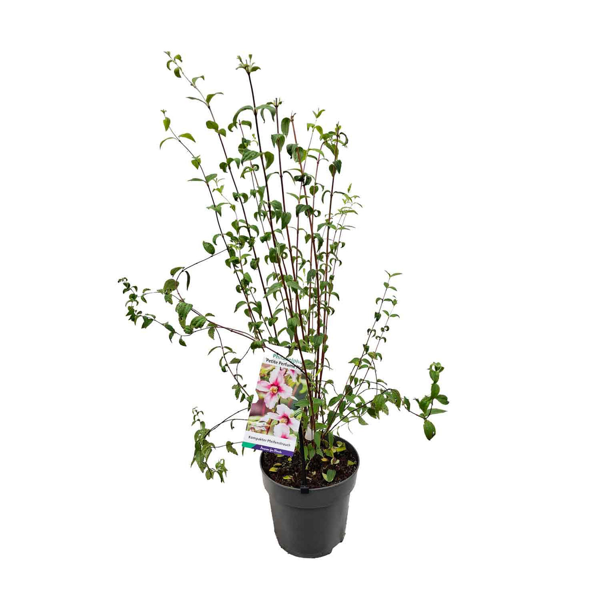 Philadelphus 'Petite Perfume Pink' PBR 50-60 C5