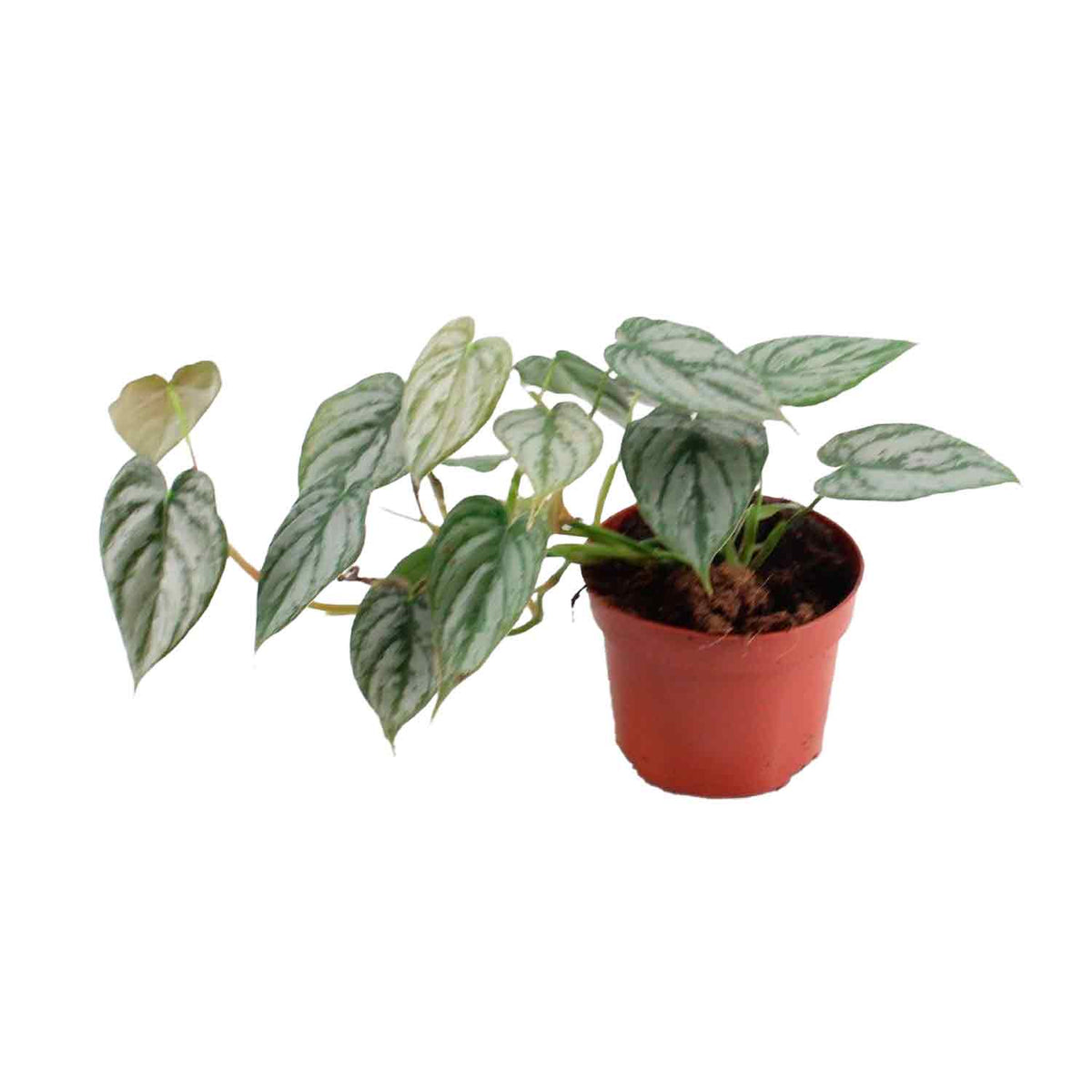 Philodendron brandtianum 12cm