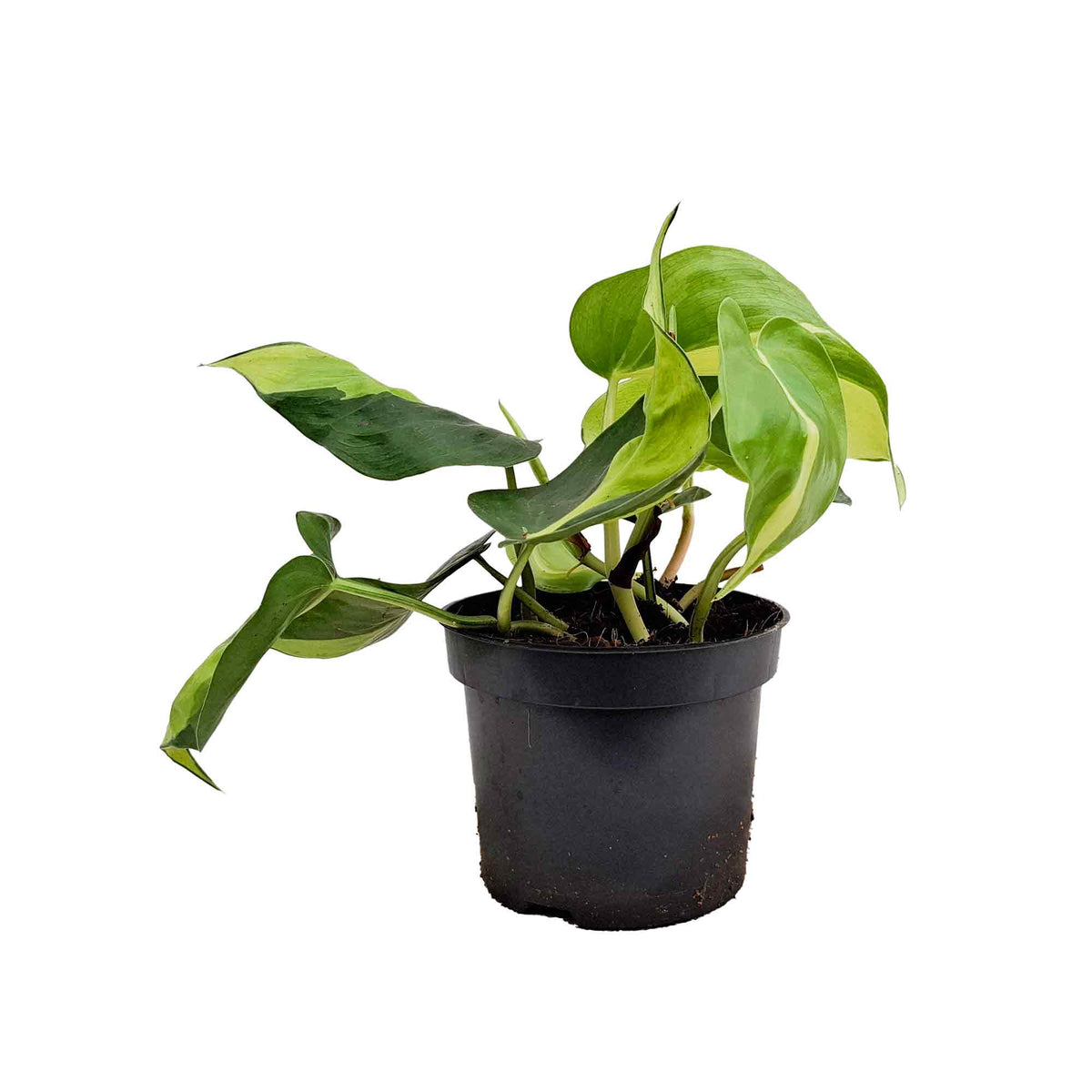 Philodendron scandens 'Brasil' 12cm