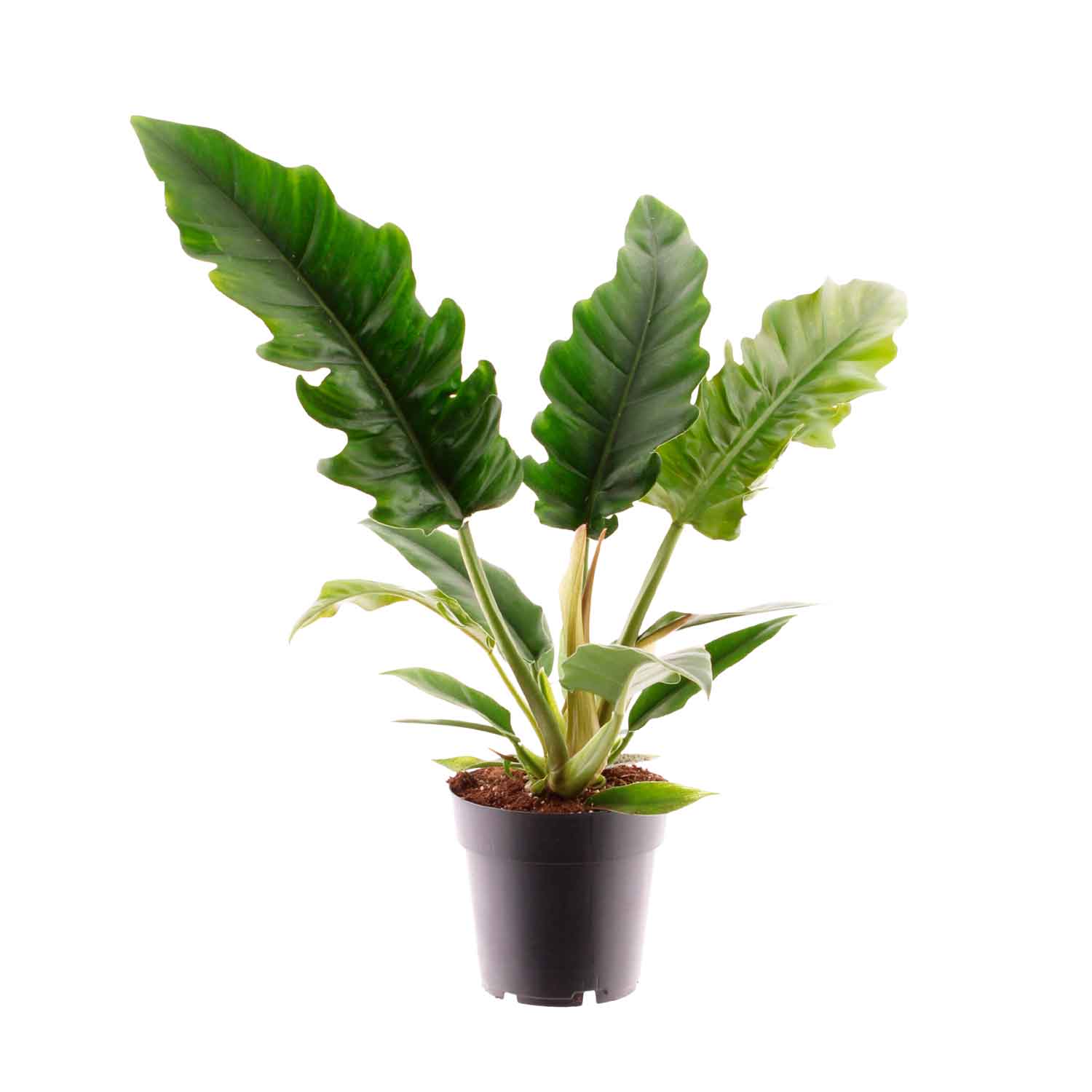Philodendron 'Narrow Escape' 14cm