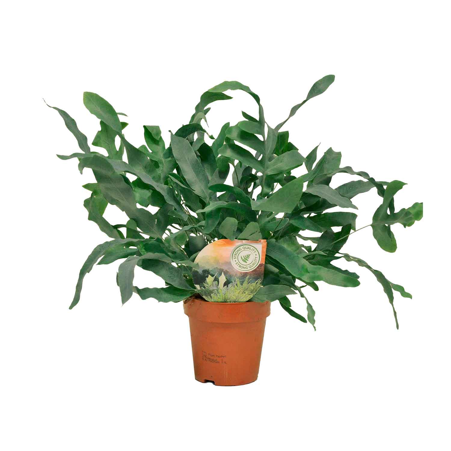 Phlebodium aureum 'Blue Star' 12cm