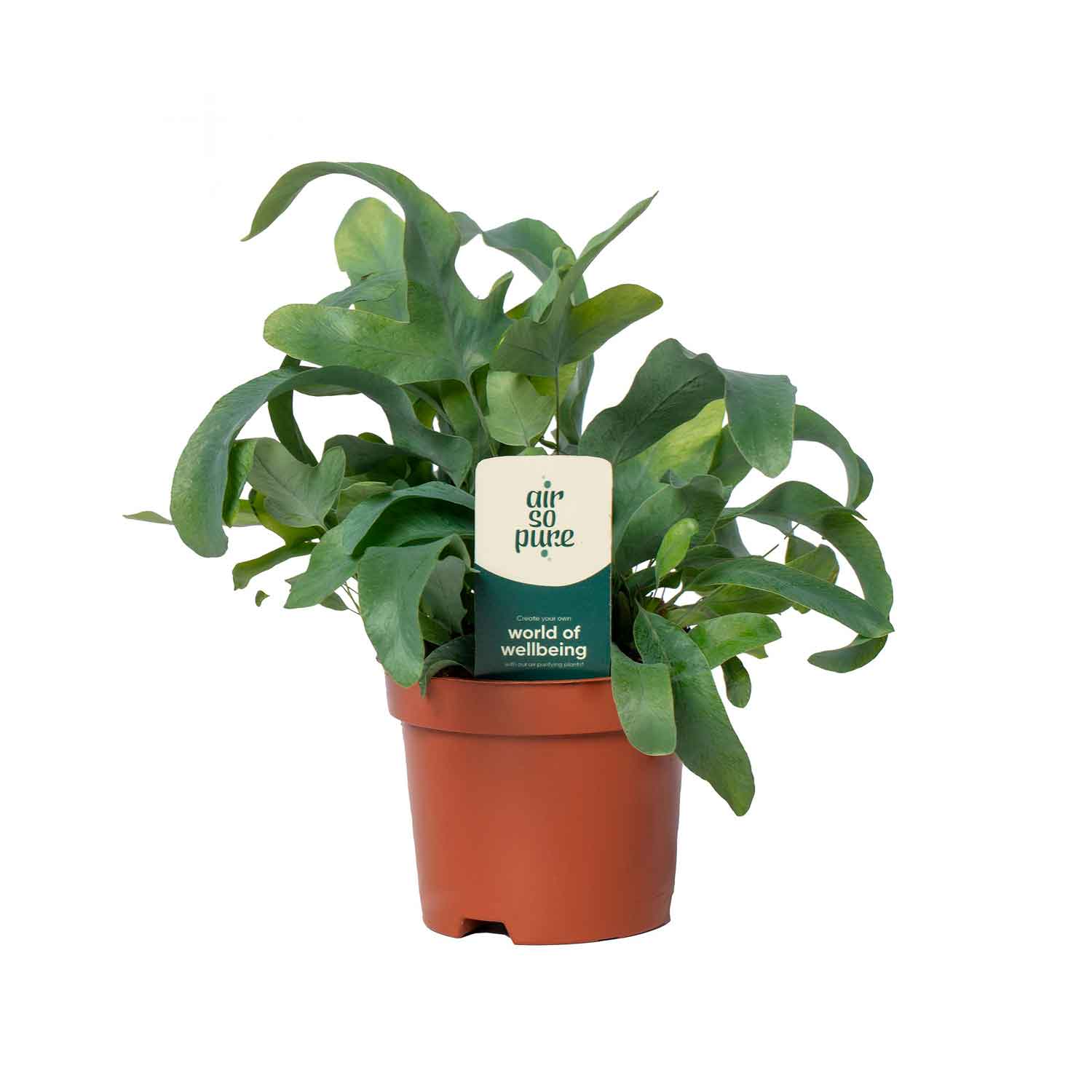 Phlebodium aureum 'Blue Star' 9cm