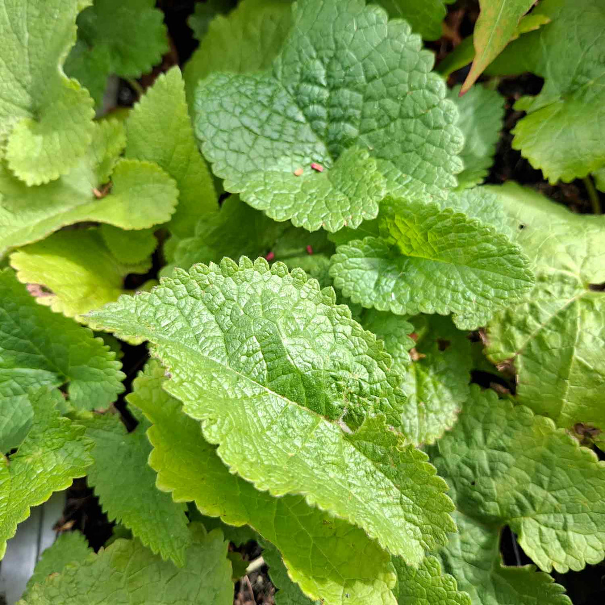 Phlomis tuberosa 'Amazone' P9