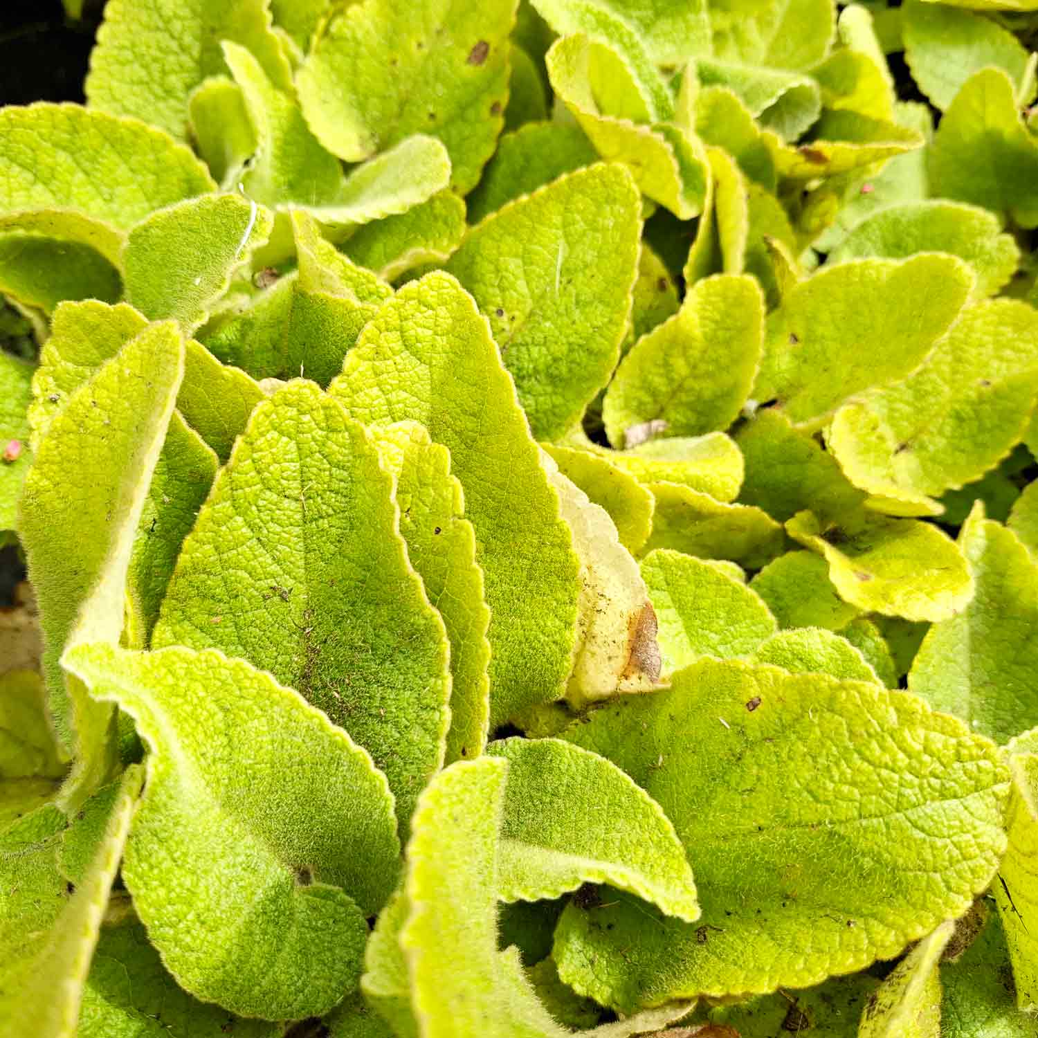 Phlomis russeliana P9