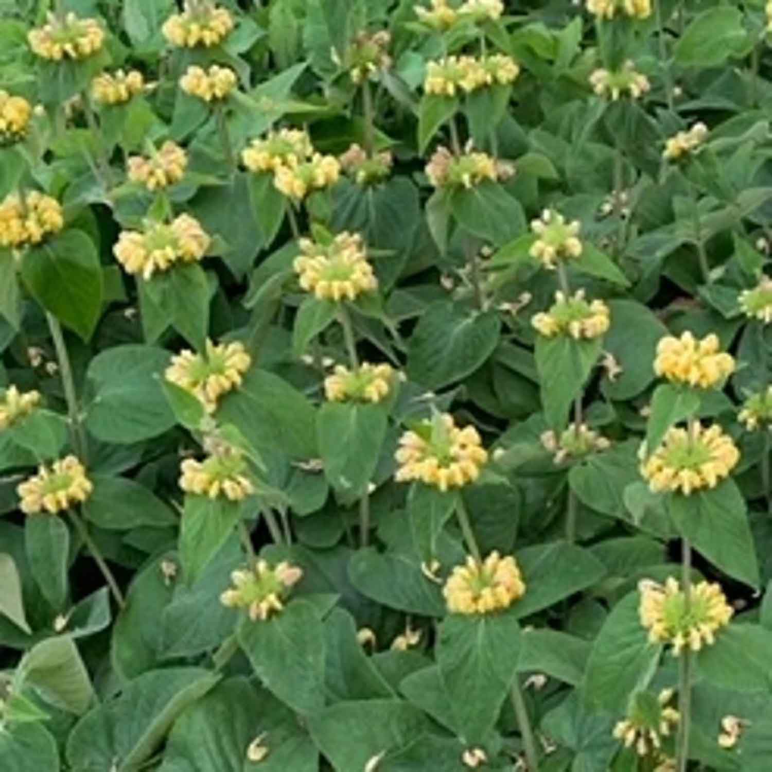 Phlomis russeliana P9