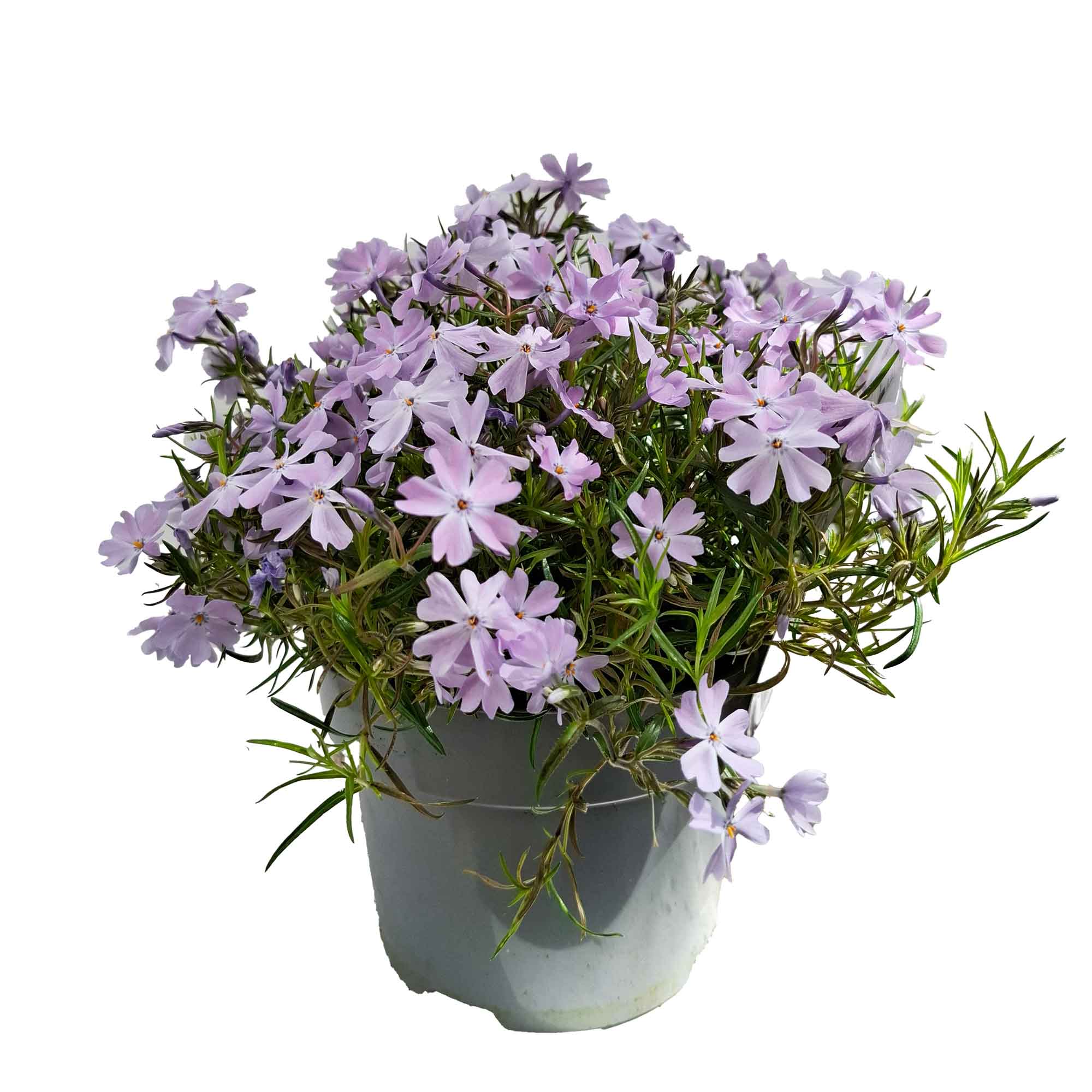 PHLOX SUBULATA 17cm