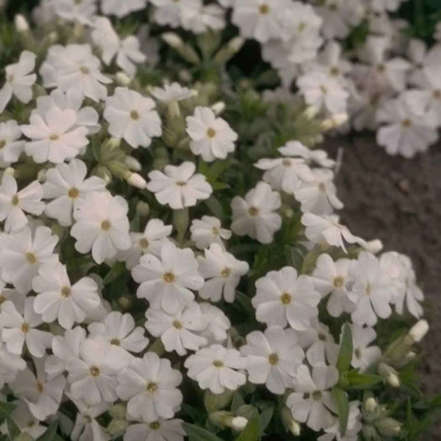Flox (P) 'White Admiral' P9