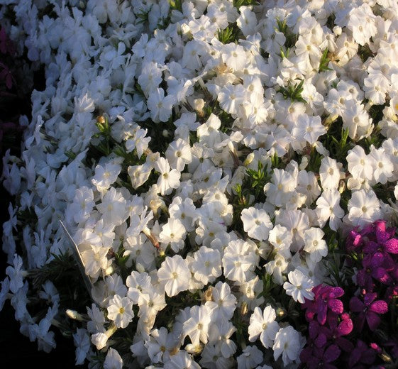 Phlox dou.'White Admiral' 11C