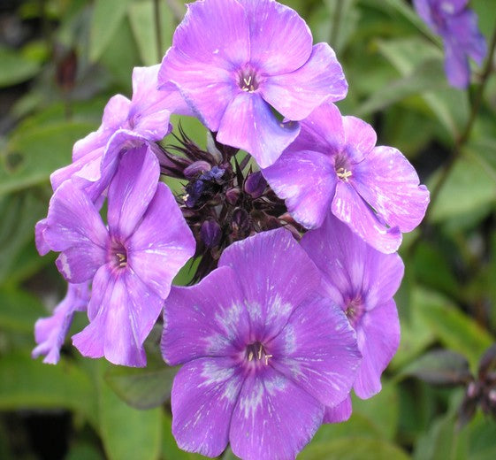 Phlox pan. 'Blue Paradise' 1L