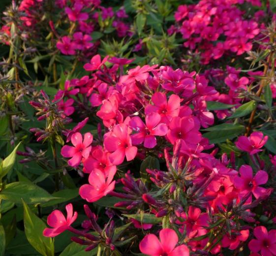 Phlox pan. 'Flame'(R)Red 1L