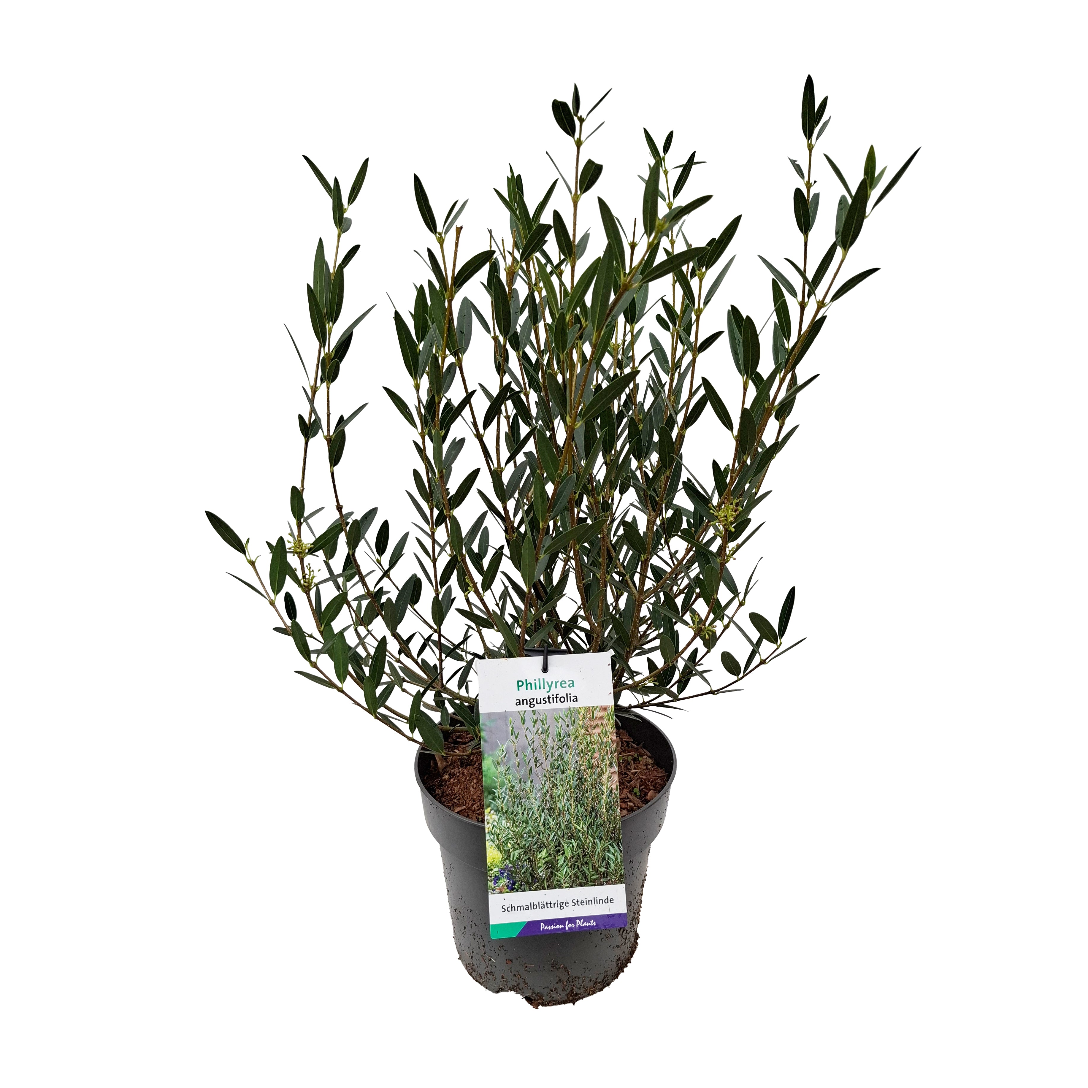 Phillyrea angustifolia 40-50 C5
