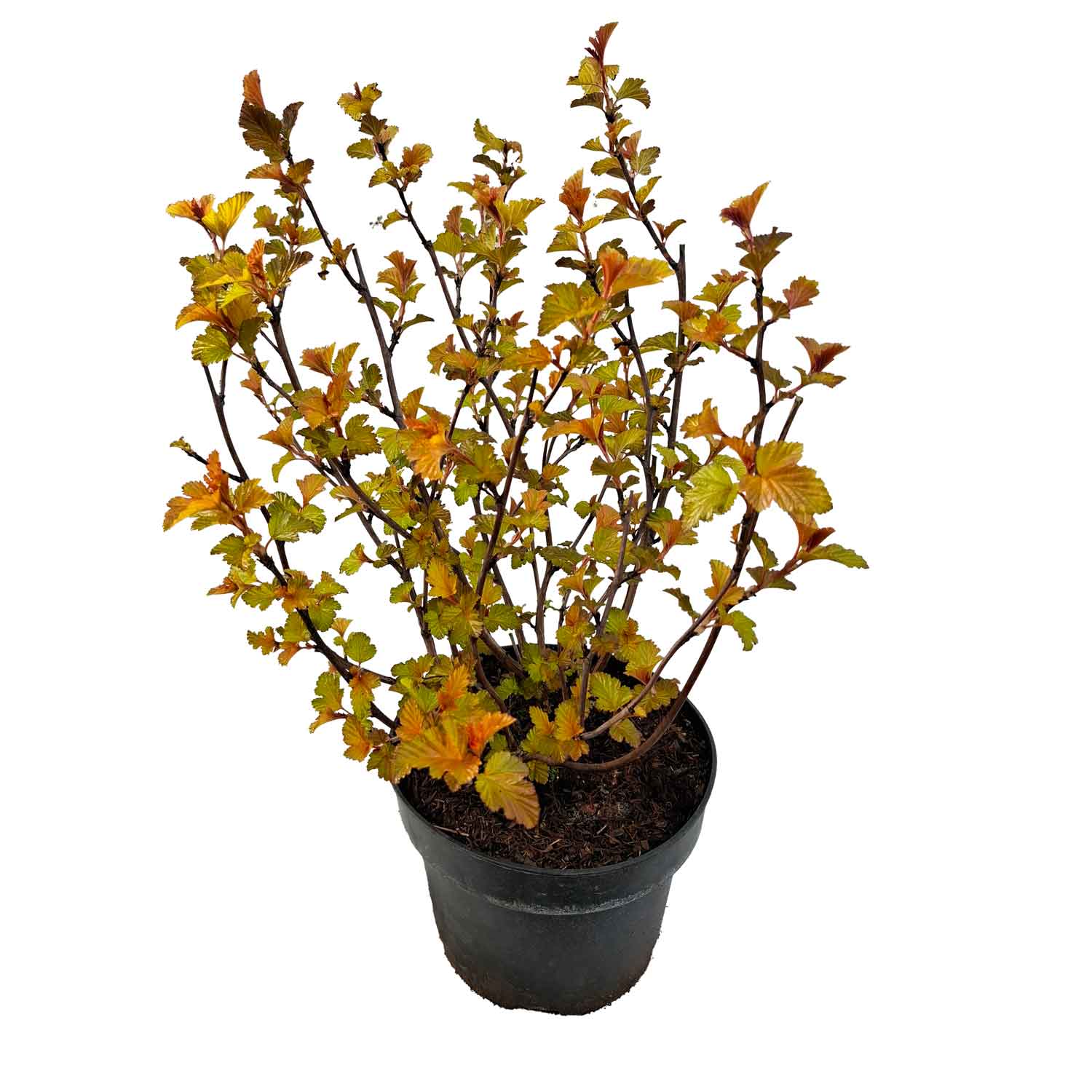 Physocarpus opulif. 'Magic Ball' 40/60 C5