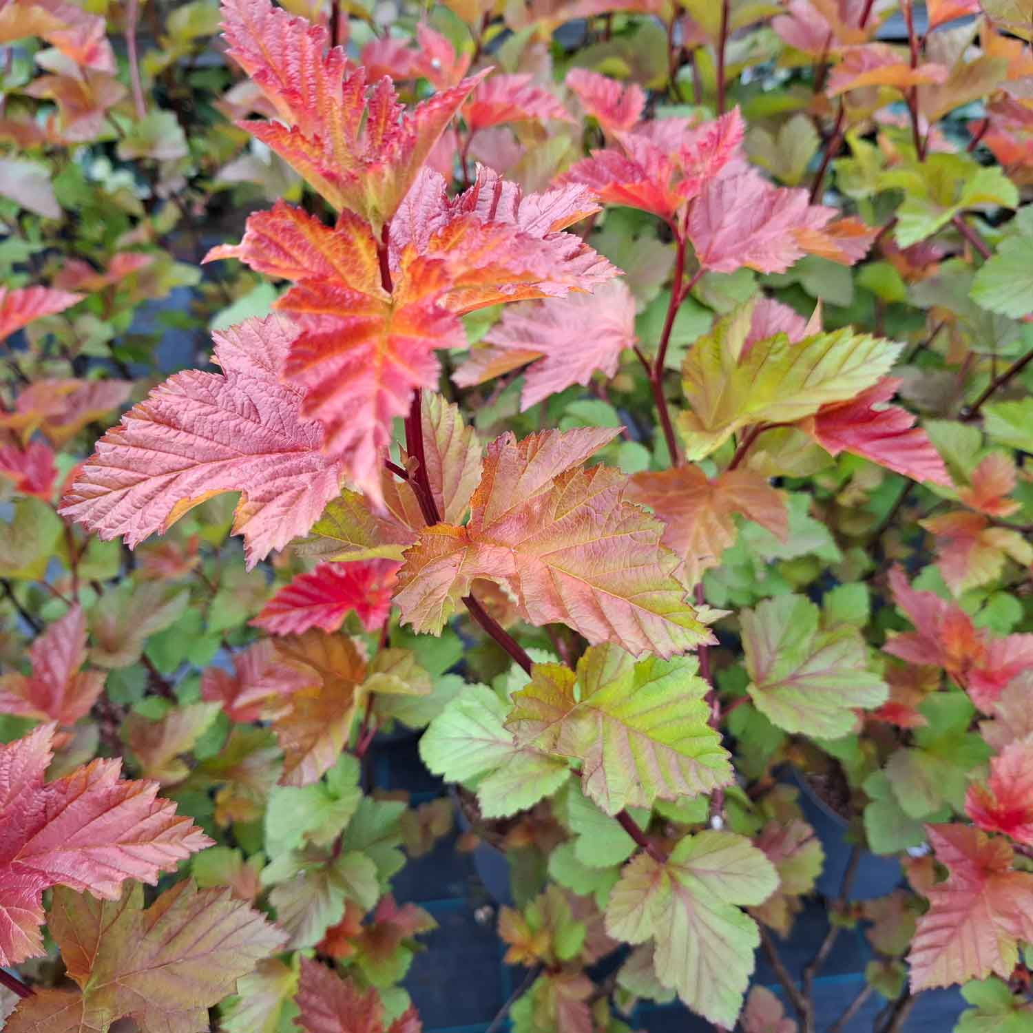 Physocarpus opulifolius 'Magic Ball' ® C6 60-80