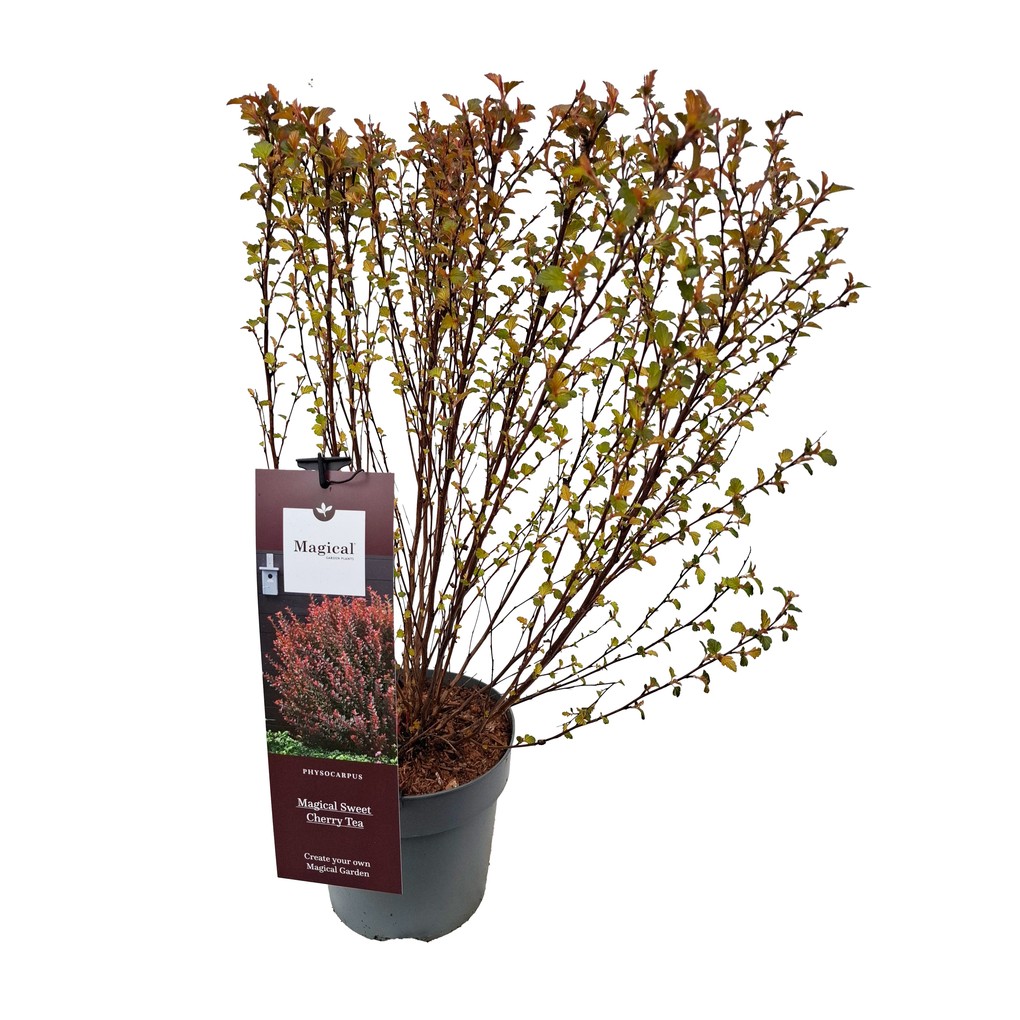 Physocarpus opul. 'Magical Sweet Cherry Tea' PBR 40-50 C3