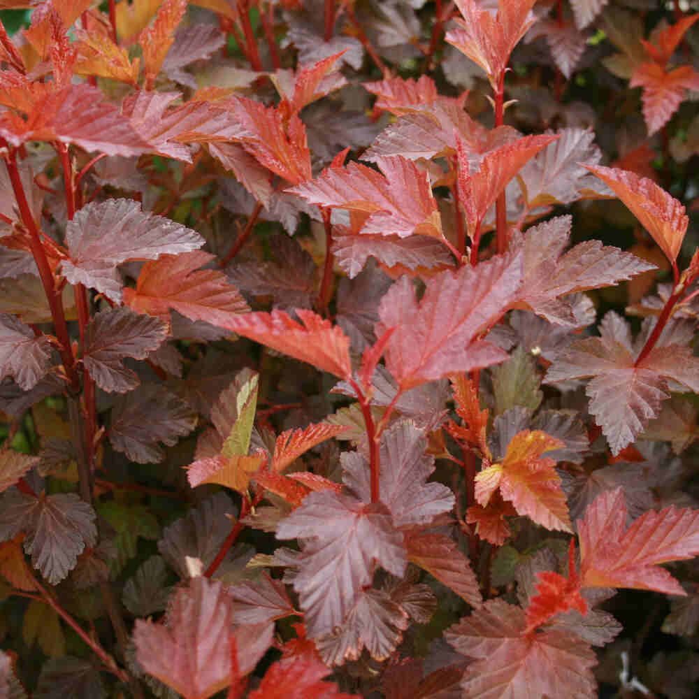 Physocarpus opulif. 'Lady in Red' 30/40 C3