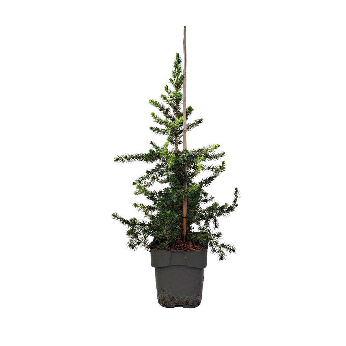 Picea abies 'Little Norman' C2