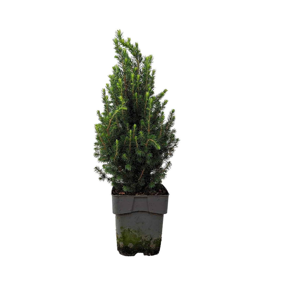 Picea glauca 'Perfecta' (pbr) C2 30-40cm
