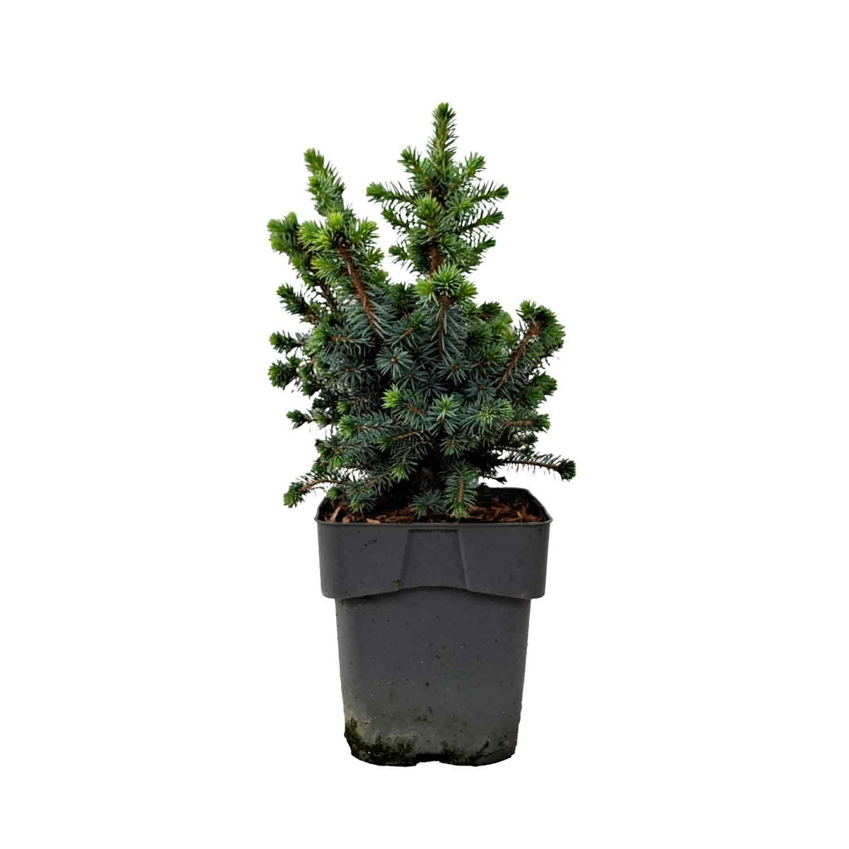 Picea sitchensis 'Tenas' C3