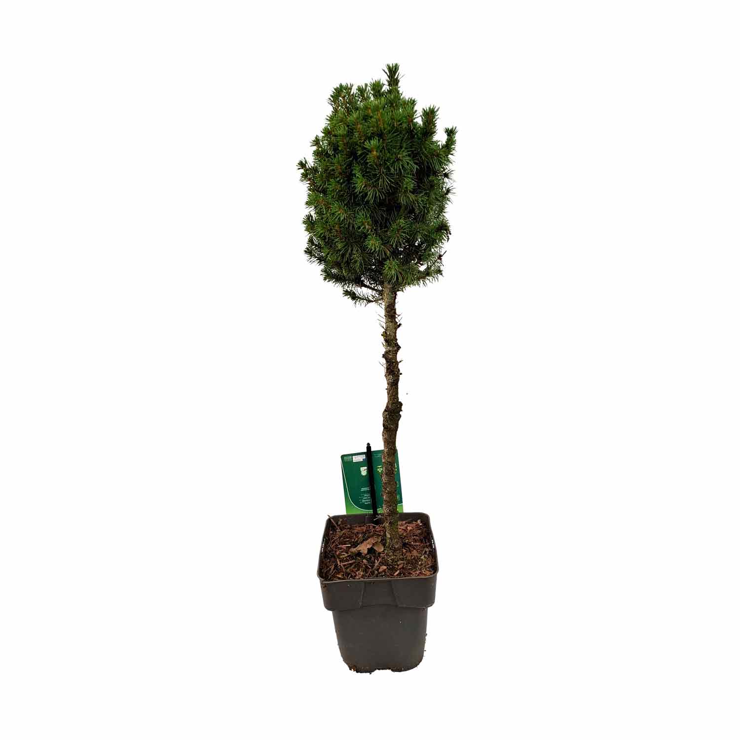Picea glauca 'Perfecta' (pbr) C2 Stam