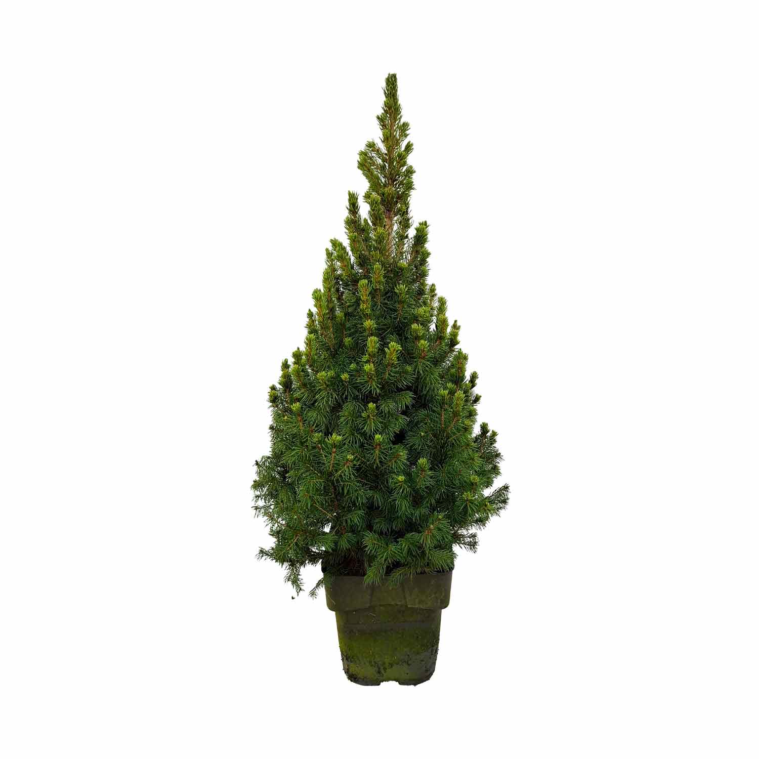 Picea glauca 'Rainbow end' C3 30-40 cm