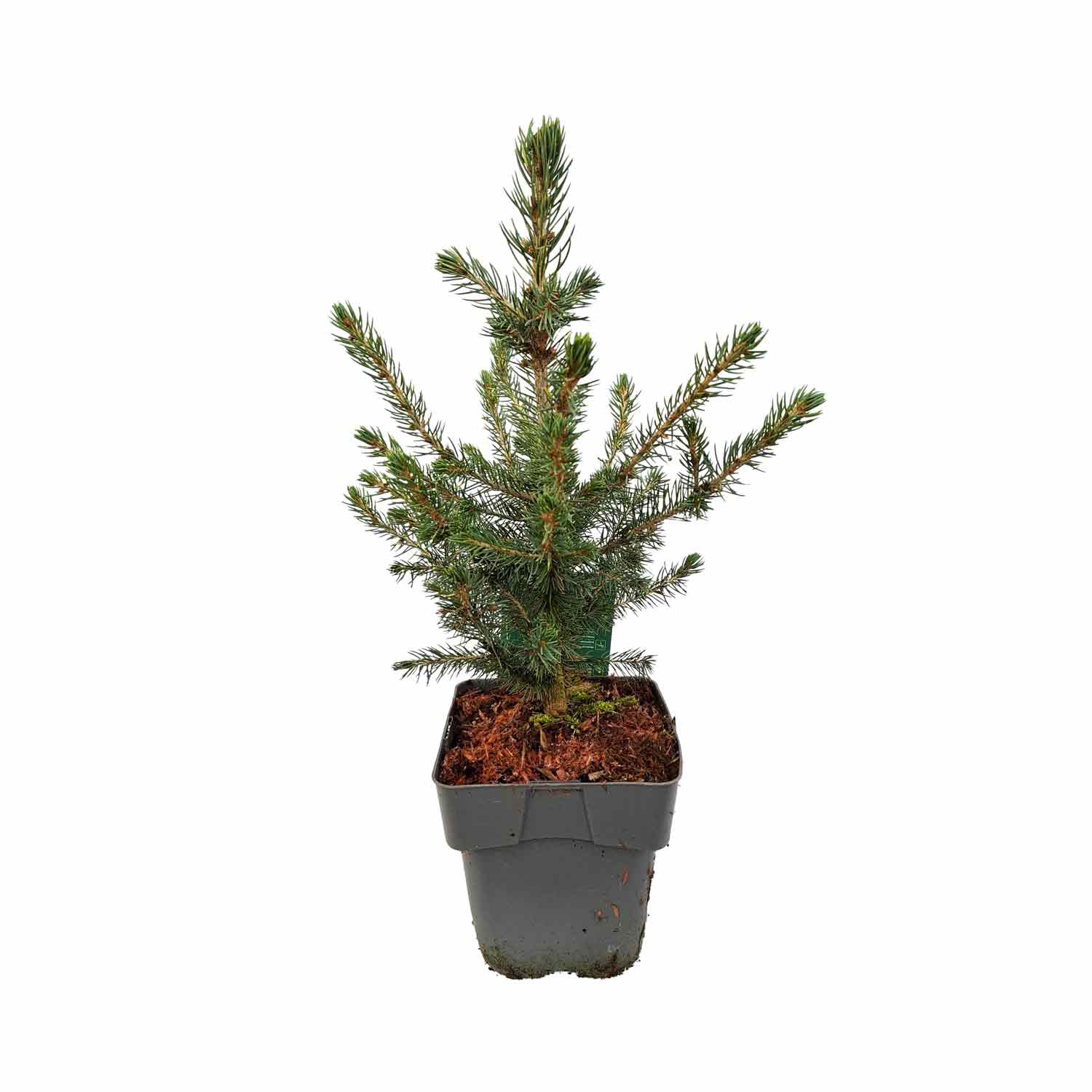 Picea pungens 'Glauca' C2 30-35 cm