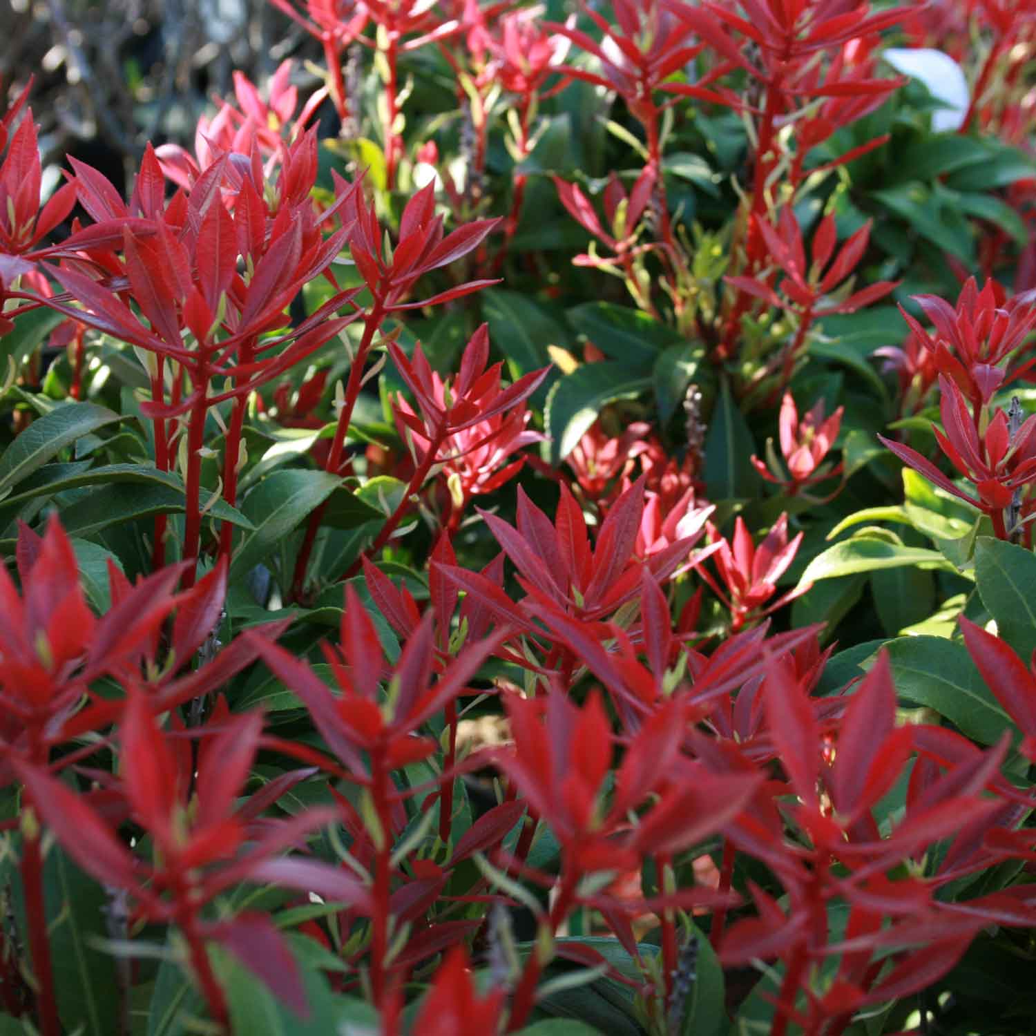 Pieris japonica 'Mountain Fire' C3,1