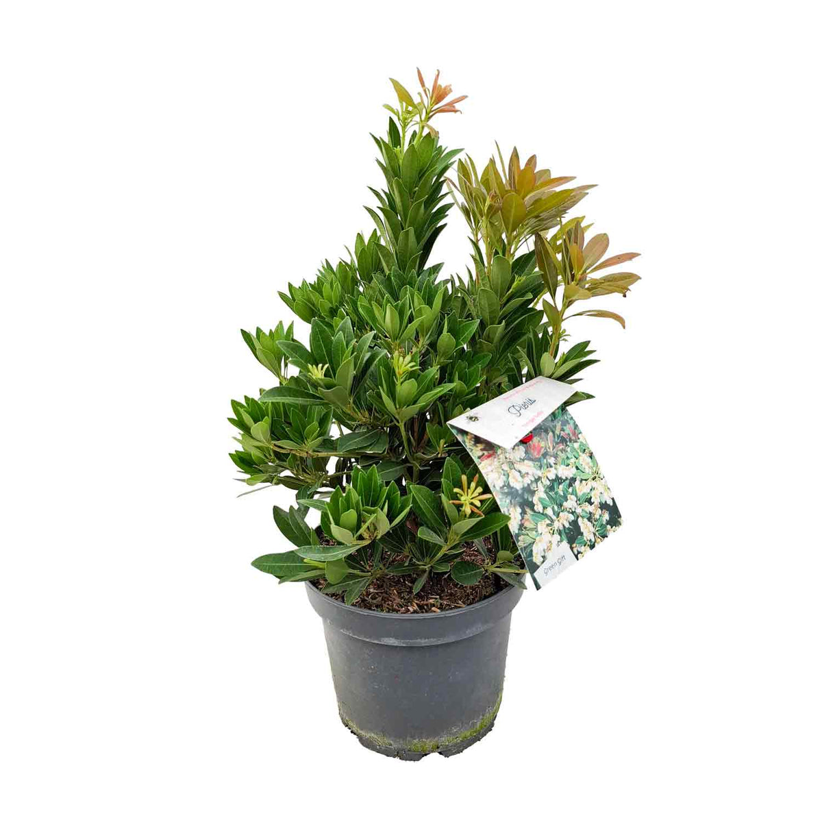 Pieris japonica 'Temple Bells' 30/40 C5
