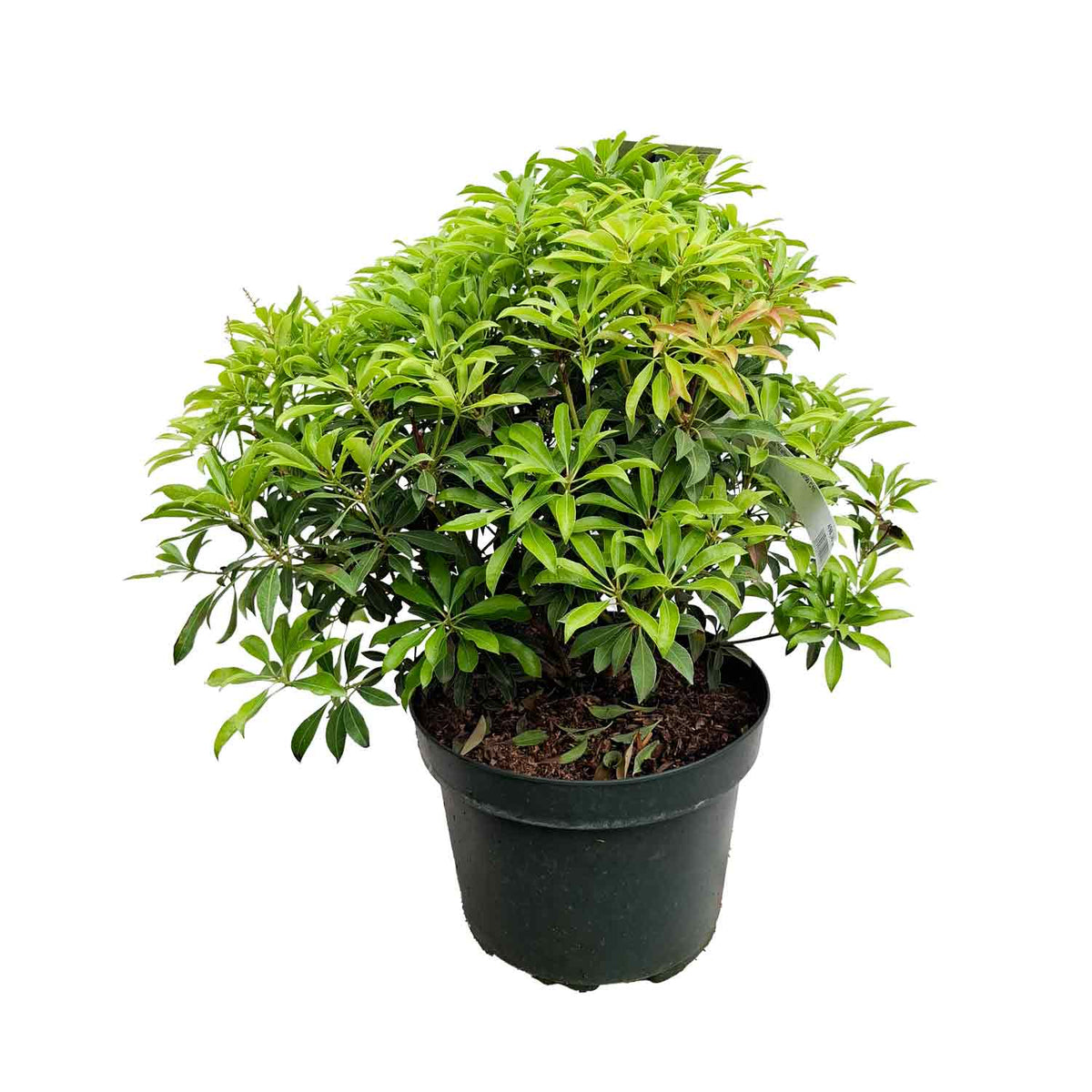 Pieris japonica 'Valley Rose' 40/50 C10