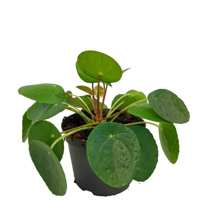 Pilea peperomioides 12cm