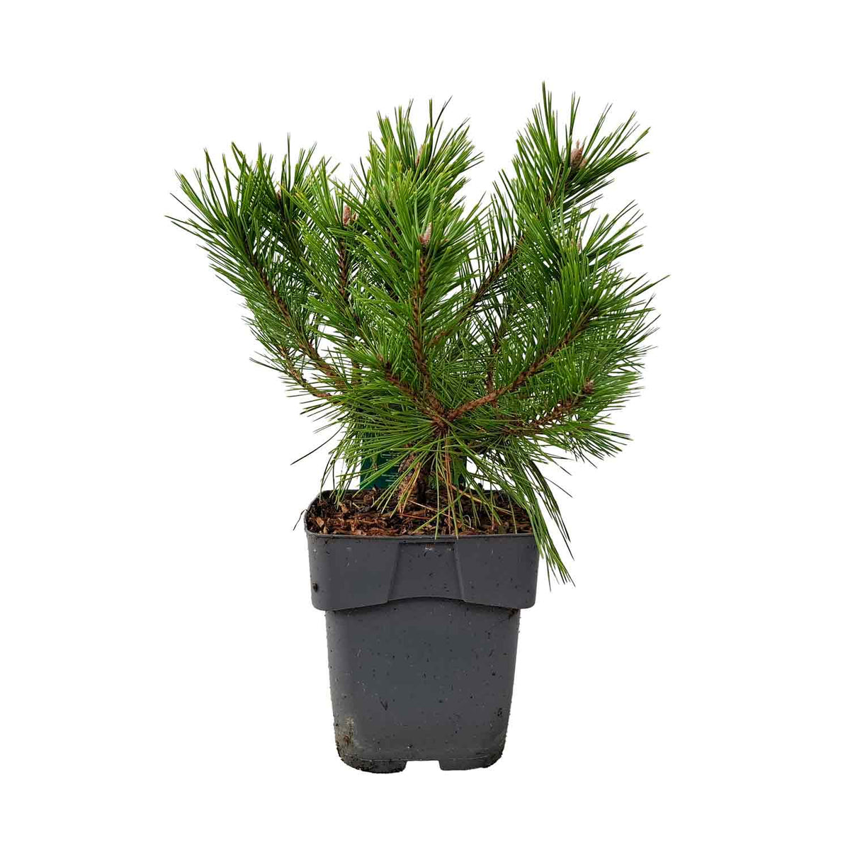 Pinus densiflora 'Low Glow' C2