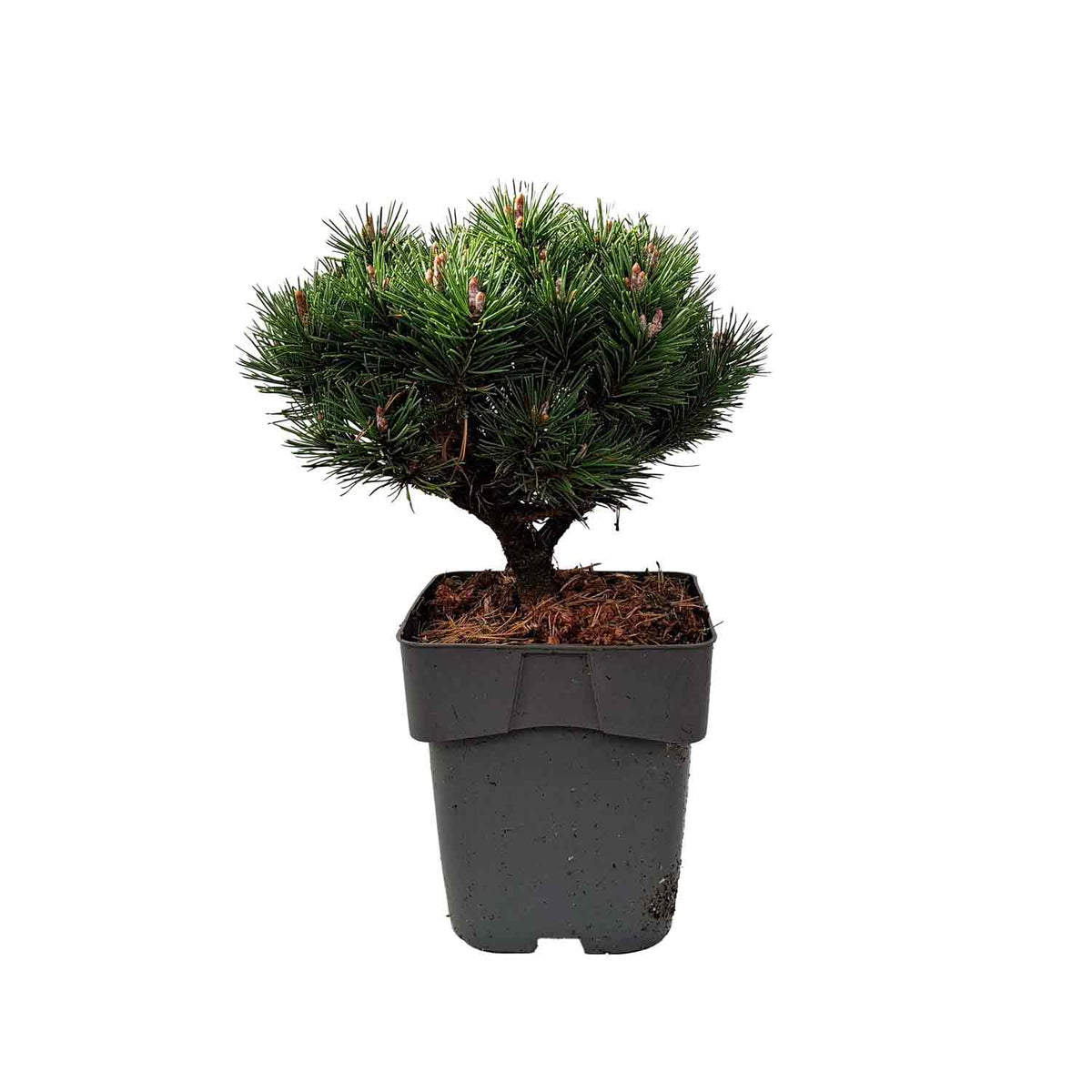 Pinus mugo 'Heideperle' C3