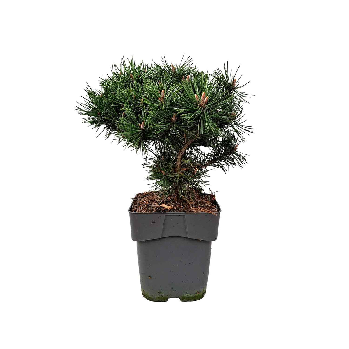 Pinus mugo 'Humpy' C3