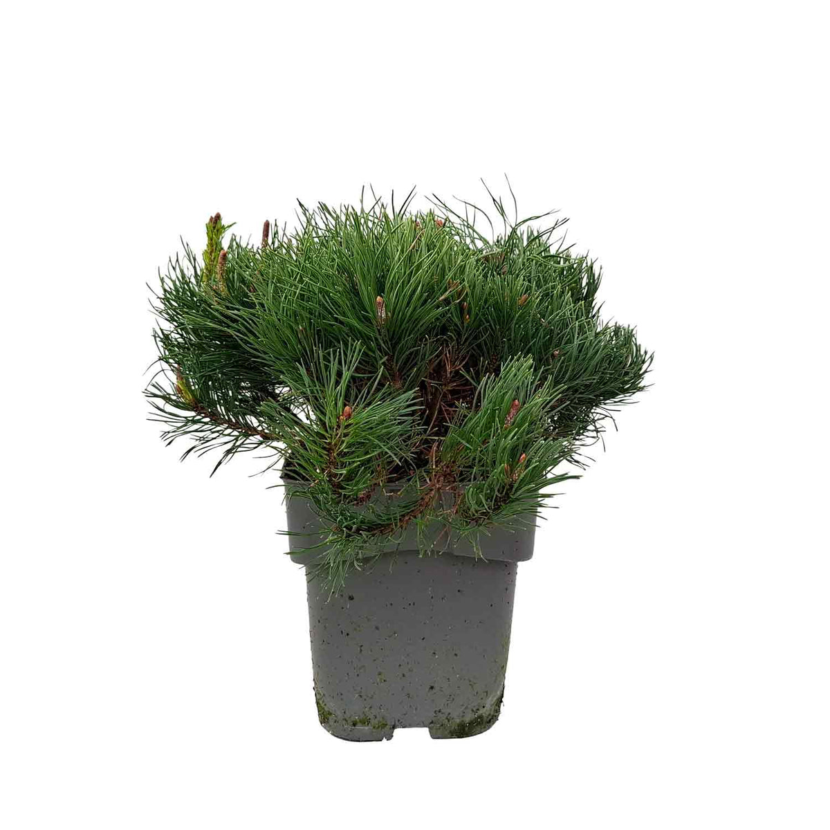 Pinus mugo mughus C3
