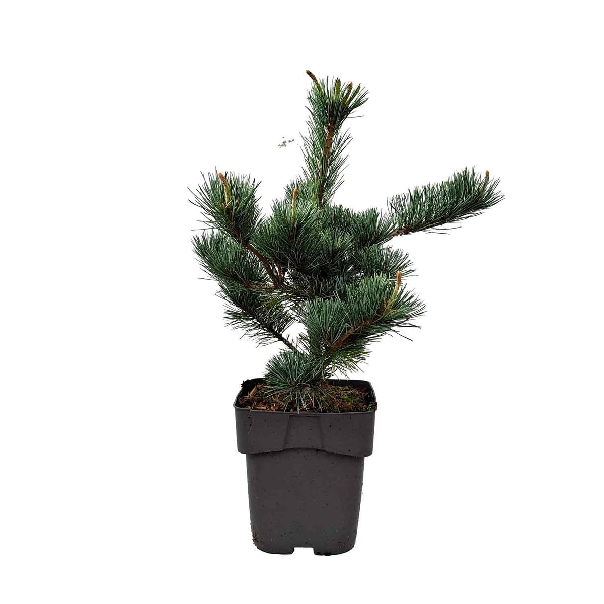 Pinus parviflora 'Negishi' C3