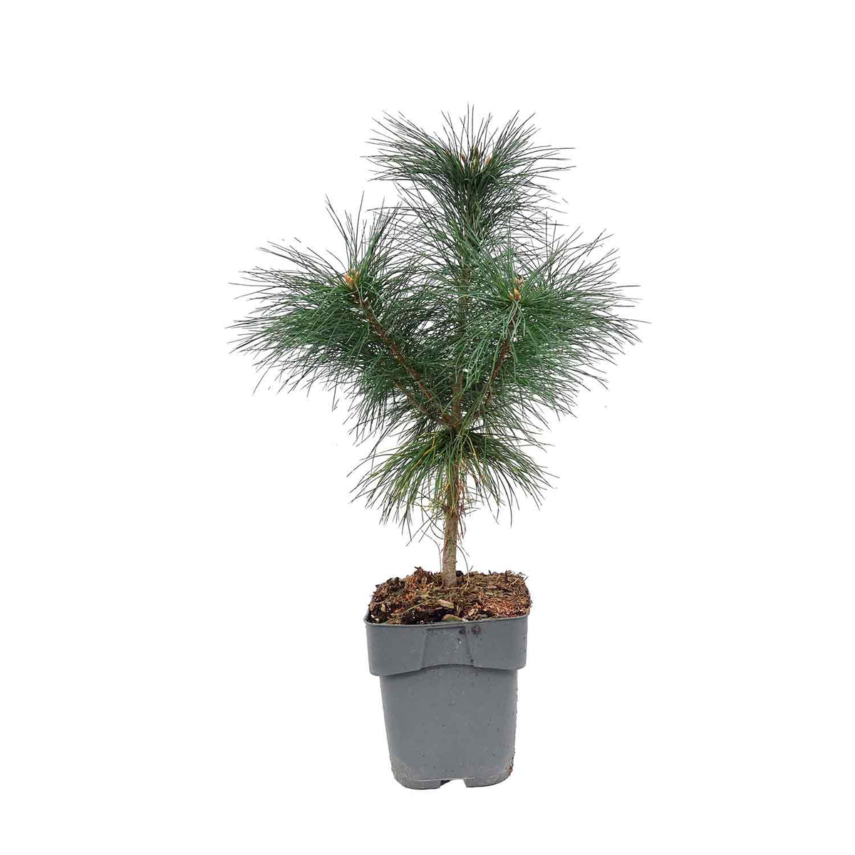 Pinus strobus C2 30-35cm