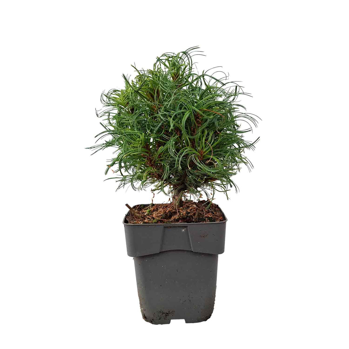 Pinus strobus 'Green Curls' C2