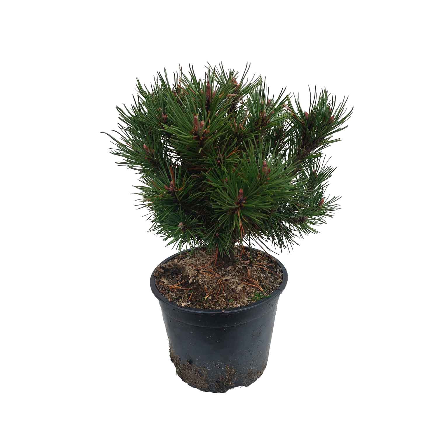 Pinus mugo 'Heideperle' C2