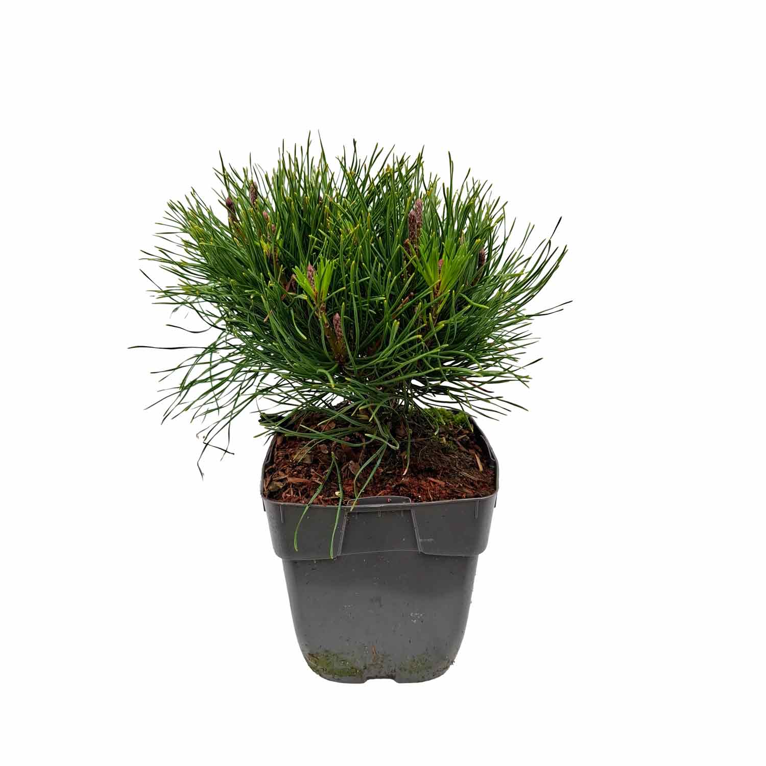 Pinus mugo mughus C1