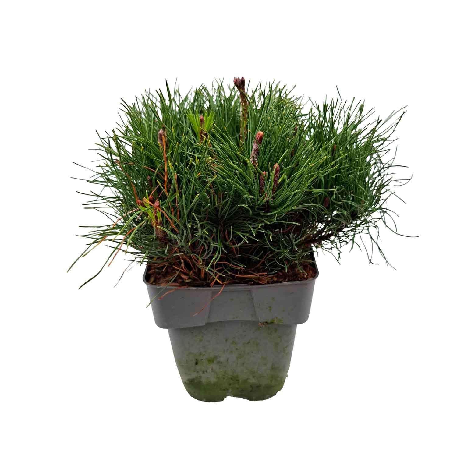 Pinus mugo mughus C2 20-25 CM